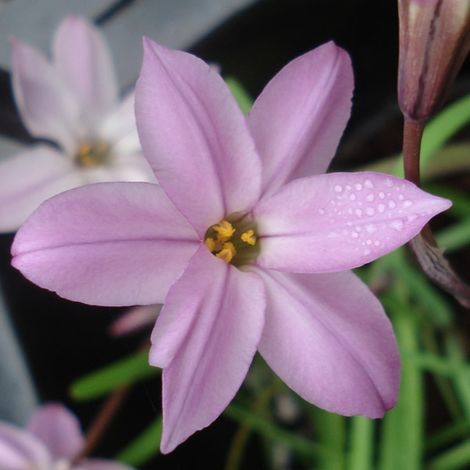 Ipheion uniflorum Charlotte Bishop Bulbe calibre I (par 10) (1/2)