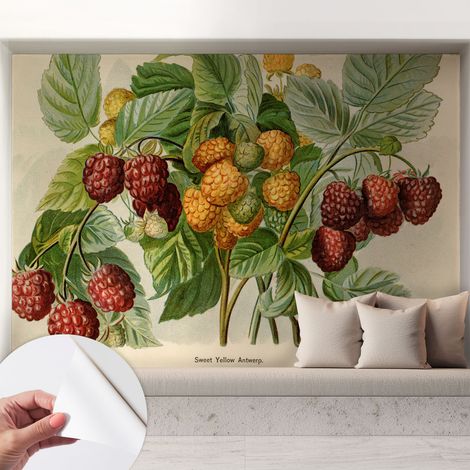 Fotomurale adesivo - murale da parete - Carta da parati autoadesiva - design parete moderno - Lamponi classici 208x146 cm (1/5)
