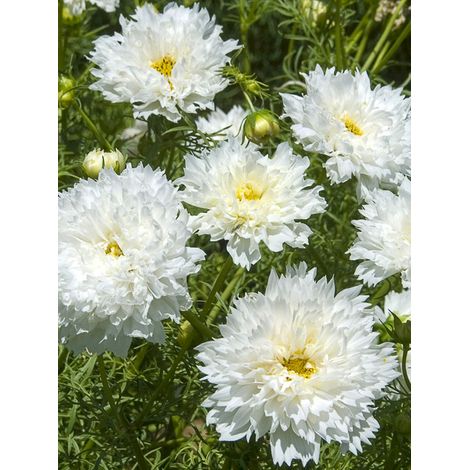 Cosmos 'Double Click Snow Puff' le sachet de 100 graines (0,5g) (1/2)
