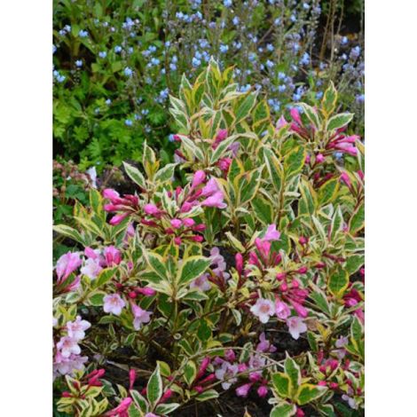 Weigela florida Magical® Rainbow 'Kolmagira' Pot de 3L/4L