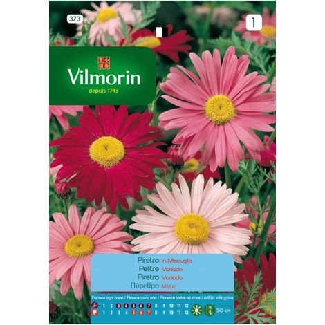 Vilmorin-Riese Pelitre Samen Blumen S-1, 0,5 g