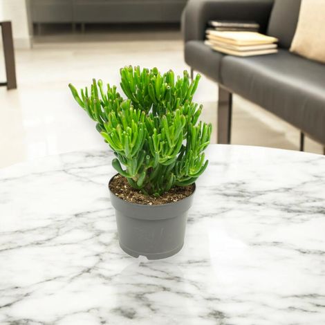 Gardenaria Crassula ovata 'Gollum' - Pianta da interno ornamentale - Altezza: 25 cm (vaso 17) (1/5)
