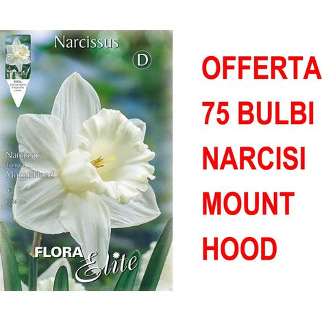 OFFERTA 75 BULBI NARCISO TRUMPET MOUNT HOOD BULBS