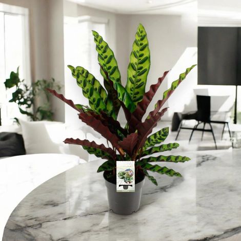 Gardenaria Calathea lancifolia - Pianta da interno ornamentale - Altezza: 45 cm (vaso 14) (1/5)