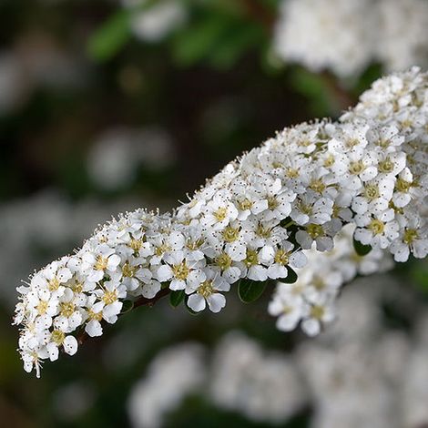 Spirée arguta - Spiraea arguta - 30-40 cm pot (1/4)