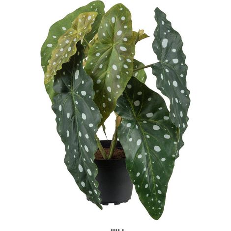 Begonia Maculata artificiel en pot, H 30 cm