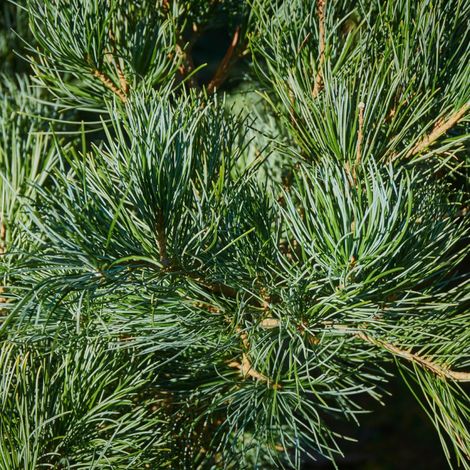 Pin Linda - Pinus parviflora Linda 30/40cm Pot 11L (1/4)