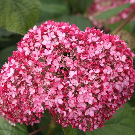 Hortensia de Virginie 'Invincibelle 'Invincibelle' - 30-40 cm pot (1/4)