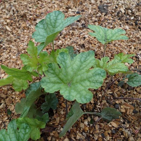 Heucherella Kimono® | Conditionnement: Lot de 3 godets