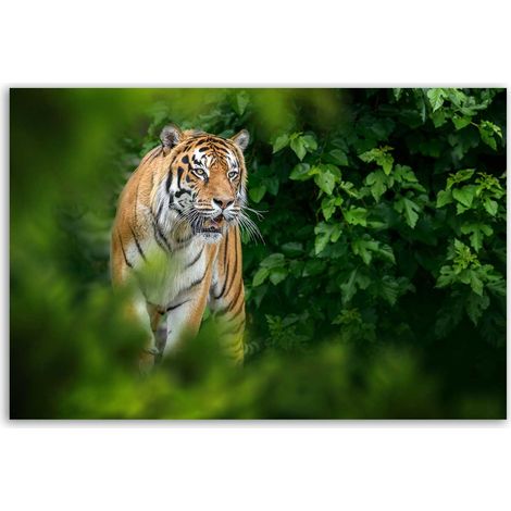 Tableau tigre majestueux dans la jungle (1/5)