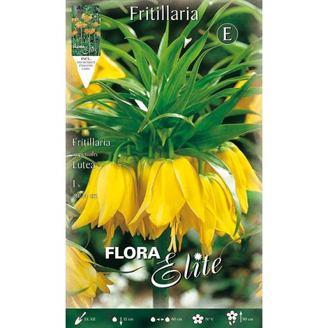 BULBI AUTUNNALI FRITILLARIA LUTEA CONFEZIONE DA 1 BULBO BULBS BULBES