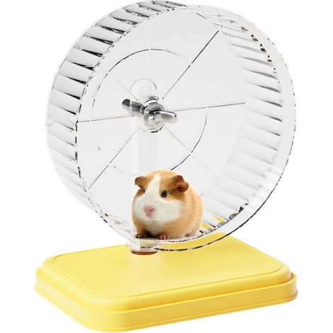 Roue de course pour cochon d'Inde (1/5)