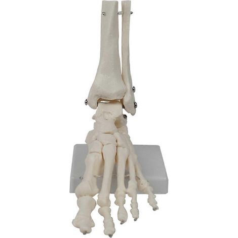 Modèle d'articulation du pied, Modèle d'anatomie humaine, Taille réelle, Modèle d'anatomie du pied (1/5)