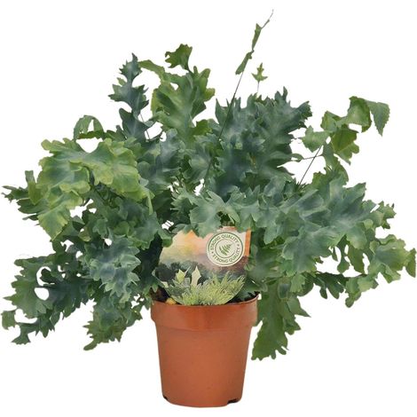 Phlebodium Davana Polypode Doré Plante d'Intérieur Décorative Mi-ombre Ø12cm Hauteur 35cm - PANGIVO (1/4)