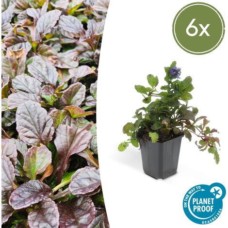 Lot de 6 Ajuga Reptans - Bugle Rampante Couvre-sol à Fleurs Bleues - Pot Ø9cm - 10-25 cm - PANGIVO (1/5)