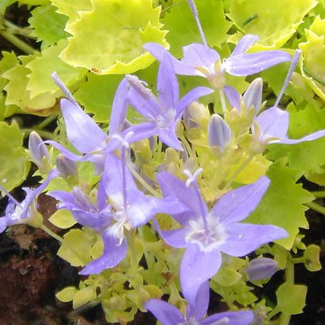 4 x Campanule garganica 'Dickson's Gold' - godet 9x9 cm (1/4)