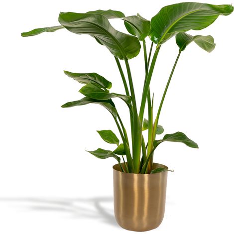 Strelitzia Nicolai Oiseau de Paradis Géant avec Pot - Plante d'Intérieur 90 cm Ø19 cm - PANGIVO (1/5)