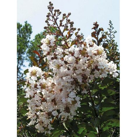 Lilas des Indes 'Kimono' Pot de 3L/4L