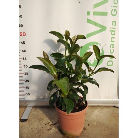50 Piante di Viburno Lucido V18 H 40/50 cm – Viburnum tinus – Siepe Sempreverde