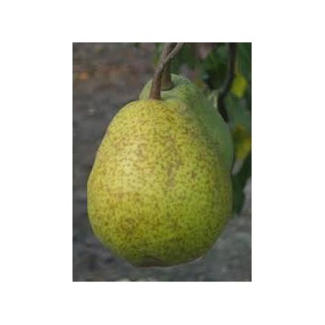 Poirier 'Duchesse d'Angoulème' Pot de 7,5L/10L, Gobelet (1/2)
