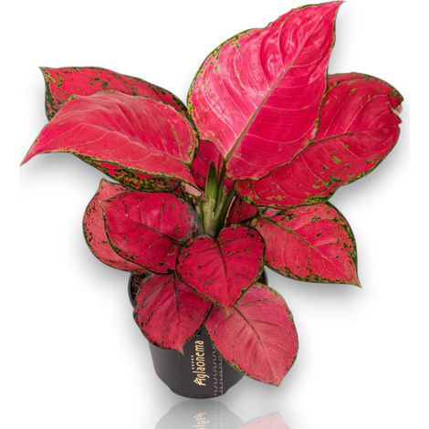 Gardenaria Aglaonema 'Red Joy' - Pianta da interno ornamentale - Altezza: 50 cm (vaso 12)