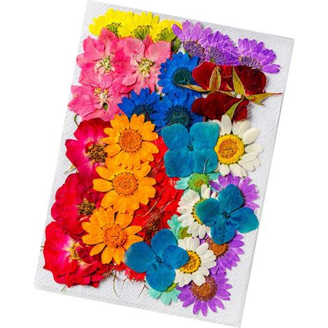 36 fleurs séchées de styles et couleurs assortis, en matière naturelle. Fleurs séchées polyvalentes pour la décoration et le bricolage. (1/5)