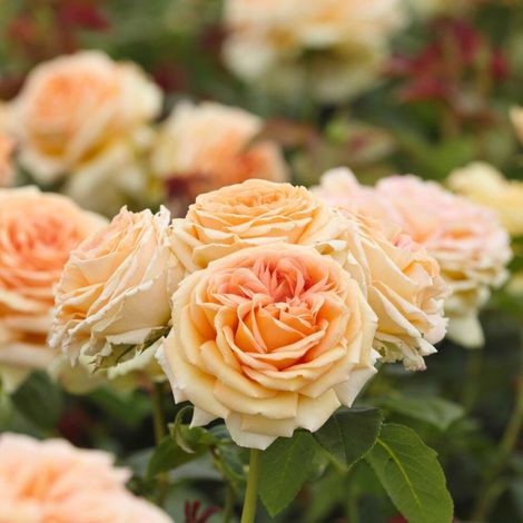 Gardenaria Rosa 'Lady Capri' - Rosa da giardino - Altezza: 40/50 cm (vaso20) (1/3)