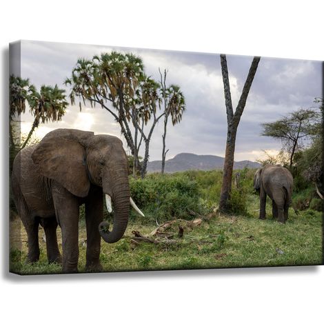 Leinwanddruck Tiere Elefanten Savanne 60x40 cm