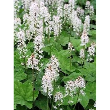 Tiarelle wherryi Godet de 8/9 cm (1/3)