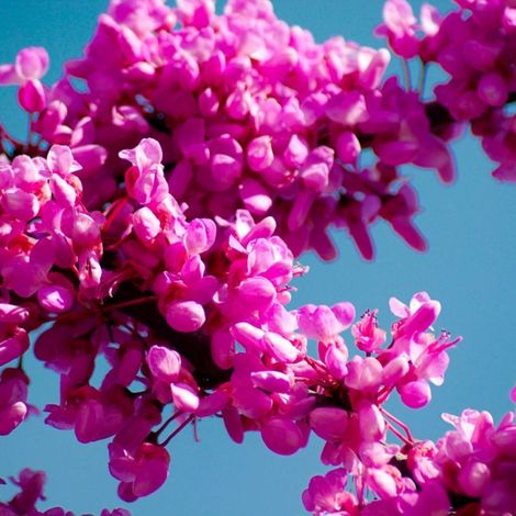 Pépinières Naudet – Arbre de judée – Cercis silliquastrum – Floraison rose pourpré en avril-mai – Hauteur à maturité 5m – Rusticité jusqu'à -15°C