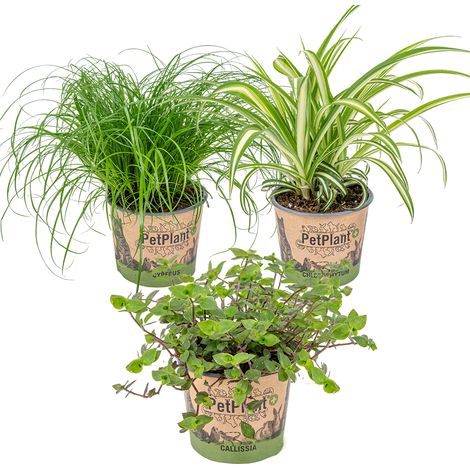 Lot de 3 - Mélange plantes d’intérieur sans danger pour les animaux - Cyperus, Chlorophytum, Callisia - ⌀12 cm - 15-25 cm