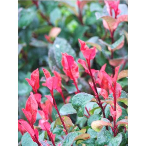 Photinia x fraseri 'Nana' Pot de 2L/3L (1/3)