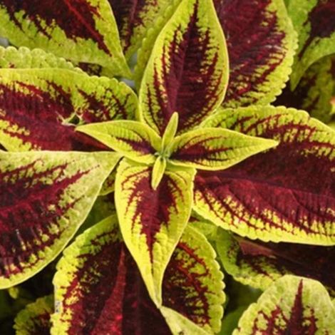 SUNCOLEUS IN VASO 12CM