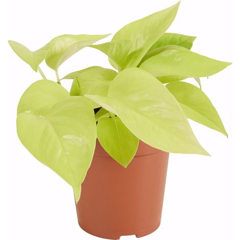 Bloomique - Scindapsus Epipremnum Golden Photos - Plante retombante - Convient également comme plante grimpante - Plante d'intérieur - Purificateur d'air - Facile d'entretien - Hauteur 15-20 cm - Pot 