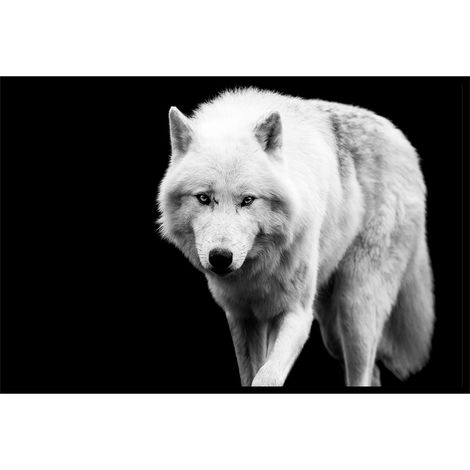 Affiche encadrée loup blanc sur fond noir (1/5)