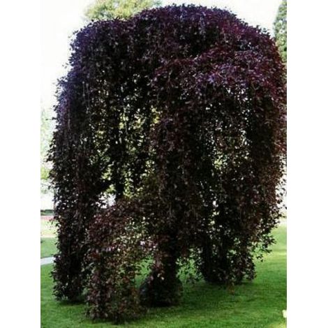 Fagus sylvatica 'Purpurea Pendula' Pot de 7,5L/10L (1/4)