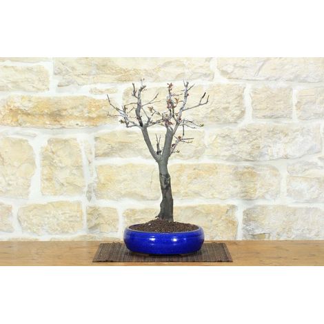 Bonsai di Prunus Pissardii (27) (1/5)