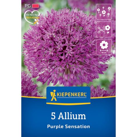 Kiepenkerl Herbstblumenzwiebel Allium Purple Sensation 5 Pflanzen (1/2)
