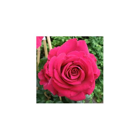 MEILLAND Rosa 'Belles Rives' – Rosa ornamentale profumata a fiore grande (1/5)