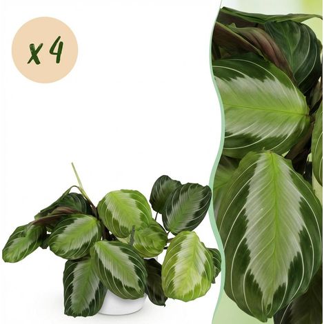 Maranta Fascinator Silverband Plante de Prière Intérieur Lot de 4 avec Pots Blancs 12 cm H25 cm - PANGIVO (1/5)
