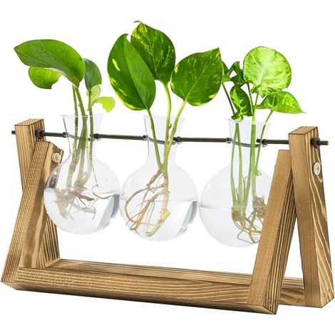 Station de Propagation des Plantes Hydroponiques avec Support en Bois - 3 Vases en Verre pour Culture des Plantes Aquatiques et Décoration (1/5)