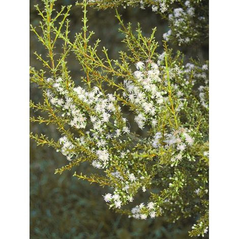 Olearia solandri 'Aurea' Pot de 2L/3L (1/3)