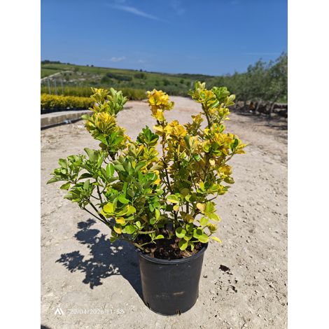 EUONYMUS JAPONICUS CESP.24 AUREA Lt.7