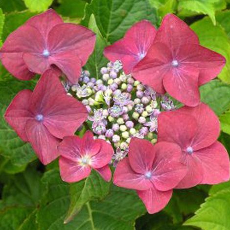 Hortensia  - Hydrangea macrophylla 'Rotkehlchen'  - 20-25 cm pot