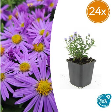 Lot de 24 Asters d'automne Prof. Anton Kippenberg Fleurs Violettes Hauteur 10-25 cm Pot Ø 9 cm - PANGIVO (1/5)