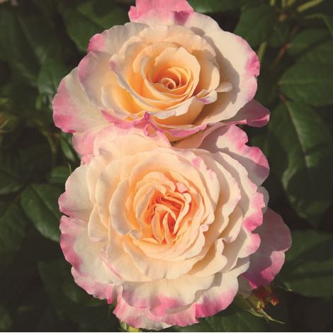 Gardenaria Rosa 'Aquarell' - Rosa da giardino - Altezza: 40/50 cm (vaso20) (1/2)