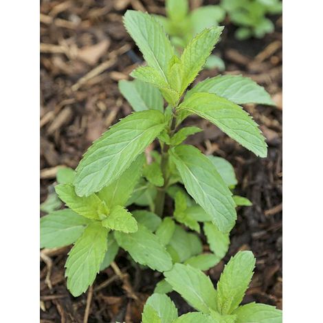 Menthe 'Swiss' Godet de 8/9 cm