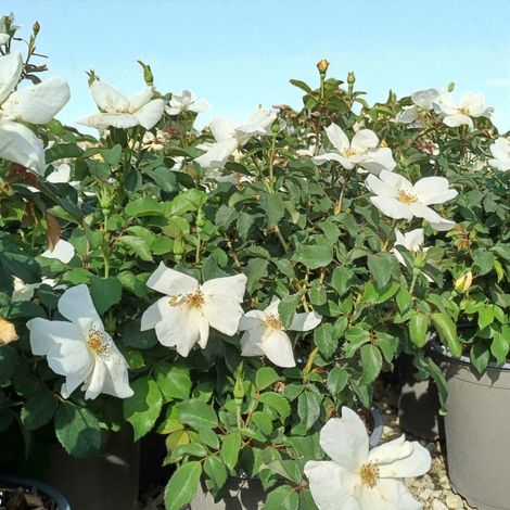 Gardenaria Rosa paesaggistica 'White Knock Out' Meilland - Rosa da giardino - Altezza: 30/40 cm (vaso19) (1/2)