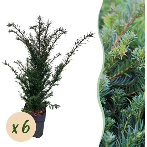 If Commun Taxus baccata Lot de 6 Plantes pour Haie Persistante Vert Pot 17 cm H60 cm - PANGIVO (1/5)
