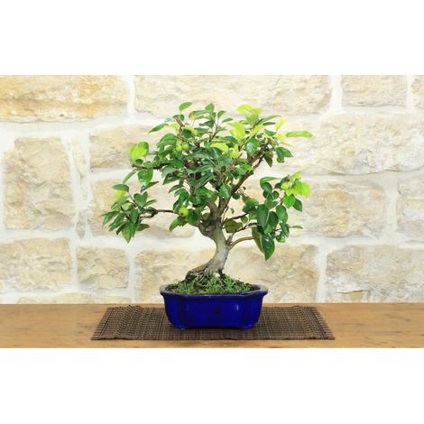 Bonsai di Melo da fiore (151) (1/5)